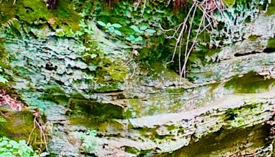 A Hiker's Path: Back home in Indiana's Canyon Forest Nature Preserve