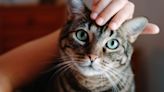 Turns Out, Cats Like When You Use A 'Baby Voice'