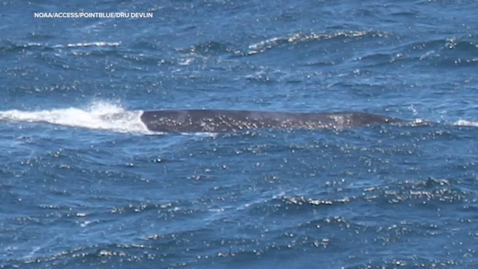 Critically endangered whale spotted off coast of Marin County, NOAA confirms