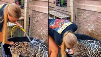 On Camera, Woman Gives Bath To Jaguar. Internet Loves Their Bond - News18