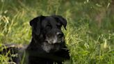 Houston Humane Society Makes Plea to Find Home for Precious Senior Blind Dog