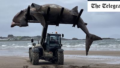 Washed-up giant shark removed from beach by forklift