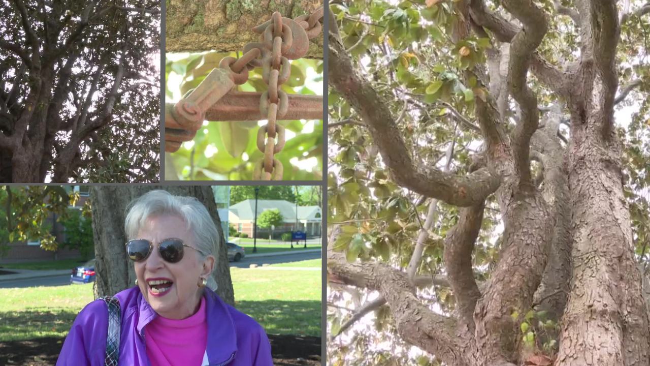 Family reveals secrets about 'Meemaw's Tree,' 170-year-old Southern Magnolia, at Virginia State University