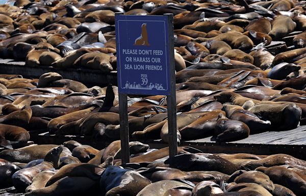 San Francisco Sees Unusually Large Number Of Sea Lions At Pier 39