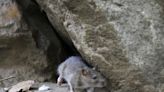 Ontario cities seek ways to fight increasingly visible rats