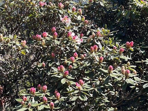 合歡山杜鵑花季登場 太管處明開放熱門步道曝