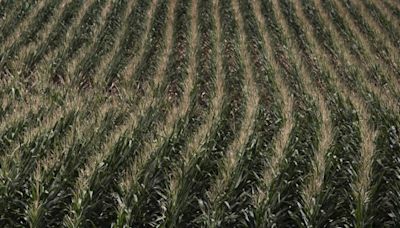 USDA revisa produção de milho para cima e previsão de soja para baixo Por Investing.com