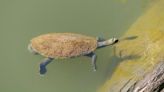 Town Saves the Threatened Bum-Breathing Punk Turtle–a 9lb Wonder Found Only in the Mary River