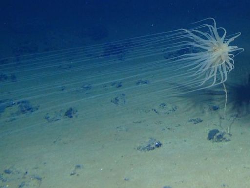Scientists discover ‘dark’ oxygen being produced more than 13,000 feet below the ocean surface | CNN