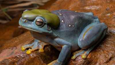 "Spectaculaire" : une grenouille mutée fascine les scientifiques par sa couleur magnifique