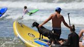 Cabras enseñan a surfear a deportistas en California