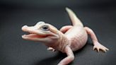 Meet the latest addition to Orlando park: A rare white leucistic alligator