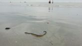 In Bengal's Bakkhali Beach, Tourists Scared After Spotting Yellow-bellied Sea Snake - News18