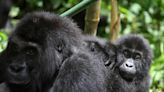 Climate change could cause 'generational trauma' in great apes