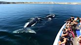Llegaron las ballenas a Puerto Madryn: cuánto cuesta embarcarse para verlas y la playa donde están a metros de la orilla - Diario Río Negro
