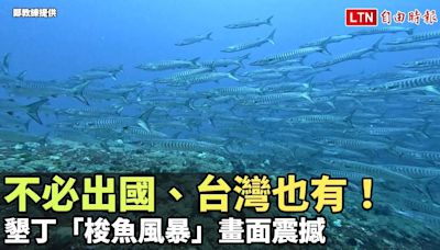 不必出國、台灣也有！墾丁「梭魚風暴」畫面震撼（鄭教練提供） - 自由電子報影音頻道