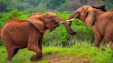 Scientists used AI to figure out elephants have names for themselves