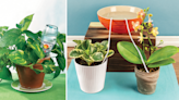 7 Genius Ways to Water Plants While You're Away