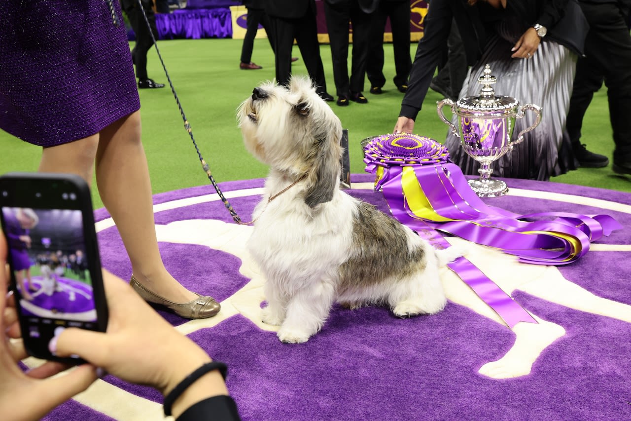 Westminster dog show 2024: Time, channel, free streaming schedule, best in show