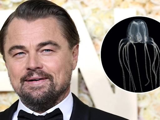 Leonardo DiCaprio fue picado por una medusa durante un paseo en el mar