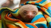 Cincinnati Zoo Baby Sloth's Tiny Little Yawn Is Total Cuteness Overload