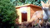 Fox Standing Guard Outside Dog House Is Protecting Something Very Special