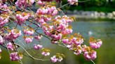 Here’s where you can see the cherry blossoms bloom in New York City this spring | amNewYork