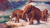Early humans likely prompted the demise of woolly mammoths and other ancient species: Study