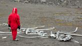 Massive Sea Creature's Mysterious Skeleton Becomes Local Beach Tourist Attraction