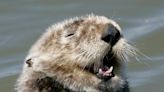 Cat poop may be killing California sea otters: Toxic parasite presents 'scary new challenge'