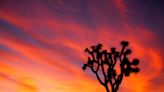 Joshua Tree National Park may make you feel like you’re on another planet