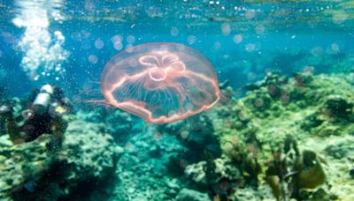 ‘Tis the season for jelly! What to know about Florida's moon jellyfish