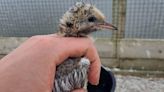 Bumper breeding year for terns at Montrose Basin Wildlife Reserve as seabirds attempt to recover from killer avian flu