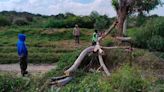 Podan un árbol sobre la carretera a Matehuala