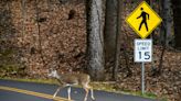 What are the odds you'll hit a deer with your vehicle this fall? Here's what the experts say