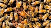 North Carolina Family Shocked to Find 60,000 Bees Living In Their Walls