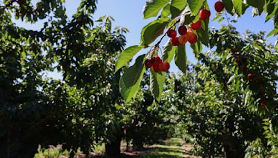 Cherry harvest yielded 'outstanding crop' across the Northwest