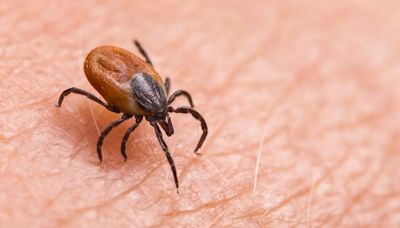Mosquitoes and ticks are showing up with greater frequency. Here’s how to stay safe this summer