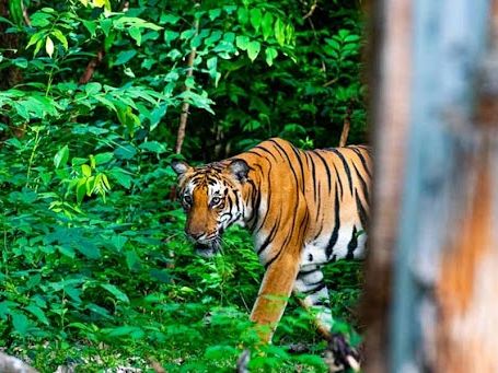 Tiger treks from Bhutan to Sikkim: Big cats’ journeys across India