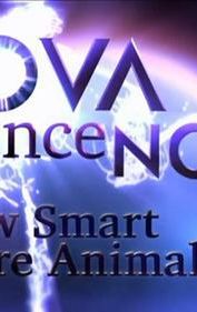 Nova Science Now: How Smart Are Animals?