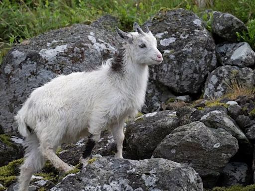 Ancient Northumberland wild goat added to rare breeds watchlist with aim of supporting conservation