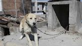 Todo lo que tienes saber sobre la "Marcha contra el maltrato animal"