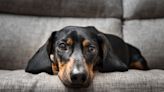 The #1 Sign Your Dog Is Stressed, According to Experts
