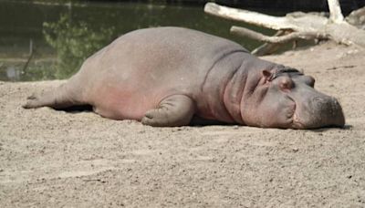 養了7年！日動物園驗DNA驚揭「公河馬」實為女兒身