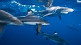 Unprecedented ocean heat is changing the way sharks eat, breathe and behave