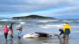 Carcass of elusive whale species discovered in New Zealand