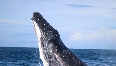 Las ballenas fueron más felices durante la pandemia de la covid, revela estudio científico