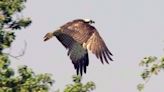 Nest built to attract breeding ospreys to Hertfordshire