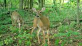 Pennsylvania deer hunters to see larger Disease Management Areas this year