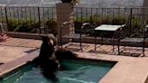 Video shows bear trying to escape California heat by chilling in a backyard jacuzzi